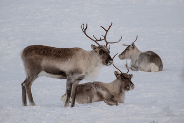 Reindeer herd on Städjan mountain in Sweden