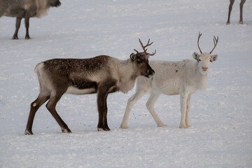 Obraz premium Reindeer herd on Städjan mountain in Sweden