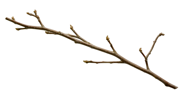 a small bird perched on a thin branch of a bare tree PNG image, PNG file, Generative art.