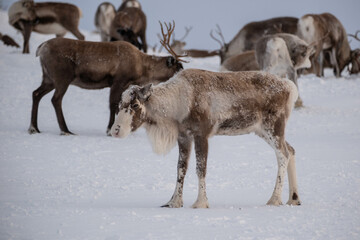 Reindeer herd on Städjan mountain in Sweden