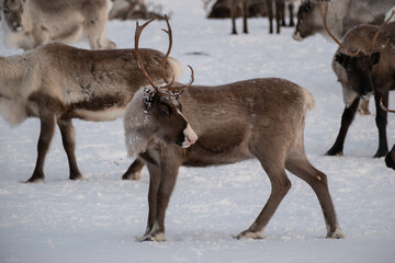 Obraz premium Reindeer herd on Städjan mountain in Sweden