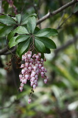 壺型の花が鈴なりに咲く
