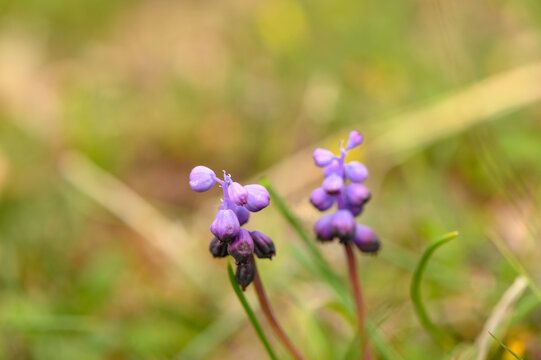 Delicate purple flowers bloom in a vibrant meadow during a sunny afternoon in springtime
