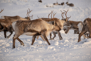Fototapeta premium Reindeer herd on Städjan mountain in Sweden