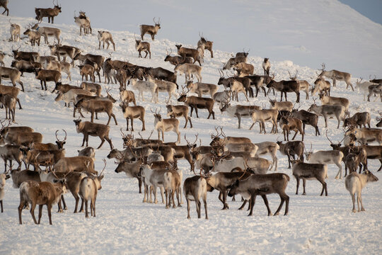 Reindeer herd on St&auml;djan mountain in Sweden
