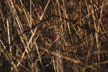 red berries