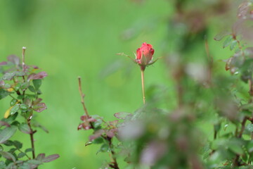 A red rose bud against a lush green backdrop