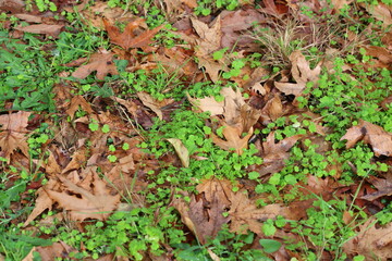 autumn leaves on the ground.
