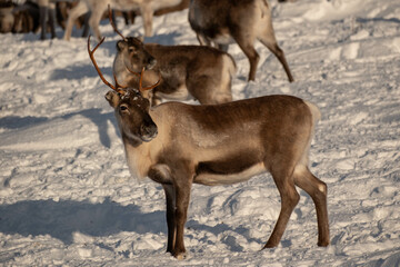 Reindeer herd on St&auml;djan mountain in Sweden