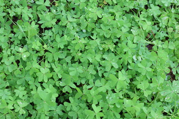 close - up view of Oxalis pes-caprae background after rain