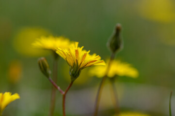 Bright yellow wildflowers bloom in a lush meadow under soft morning light