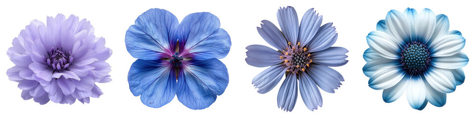 A collection of beautiful blue flowers, showcasing various shades and intricate designs. Perfect for nature lovers and floral enthusiasts alike. PNG transparent background