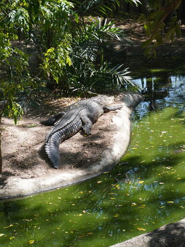 Crocodiles slepping in a zoo
