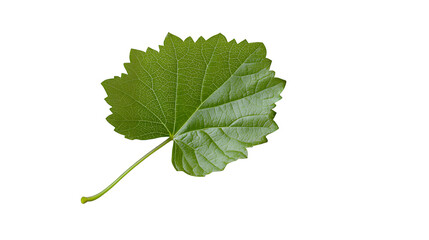 Fototapeta premium a green leaf from a tree on a transparent background, PNG image, PNG file, Generative art.
