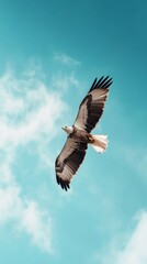 Fototapeta premium Majestic Eagle Soaring in a Clear Sky