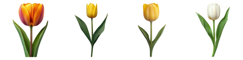 Naklejka premium A vibrant collection of tulip flowers in various colors including orange, yellow, and white. Ideal for spring themes and nature-inspired designs. PNG transparent background
