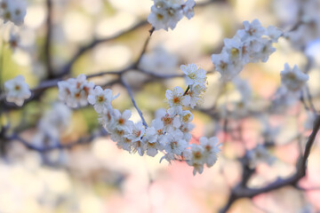 都心散歩　梅の頃の皇居あたり