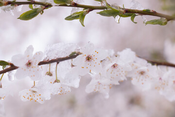 Cherry blossoms under the sky covered with a layer of snow in spring