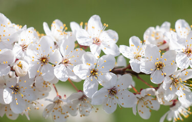Blooming apple orchard in spring. Beautiful apple tree branch in flowers