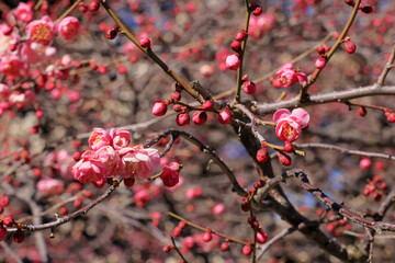 都心散歩　梅の頃の皇居あたり