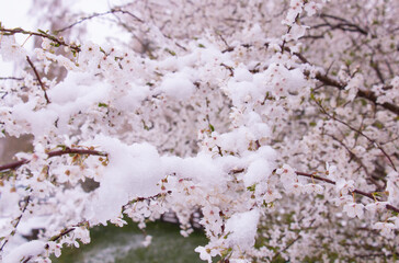 Cherry blossoms under the sky covered with a layer of snow in spring