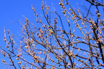 都心散歩　梅の頃の皇居あたり