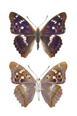 Male of Butterfly - Lesser Purple Emperor (Apatura ilia) isolated on white