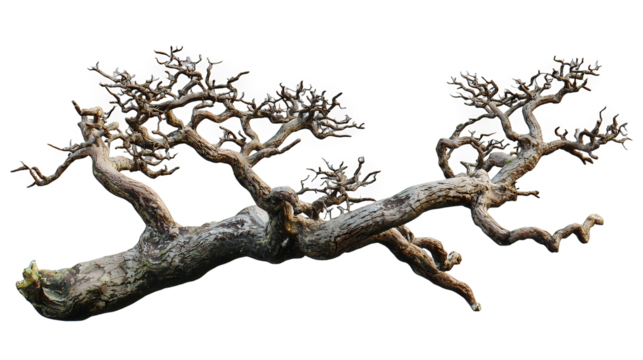 a dead tree with no leaves on a transparent background, PNG image, PNG file, Generative art.