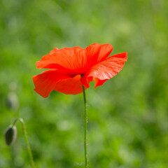 Fototapeta premium Papavero