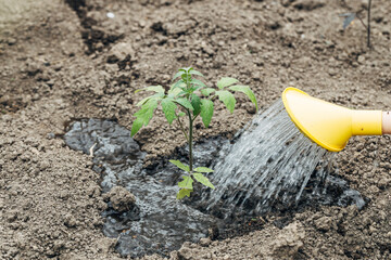 Watering tomato plant in vegetable garden. Organic gardening