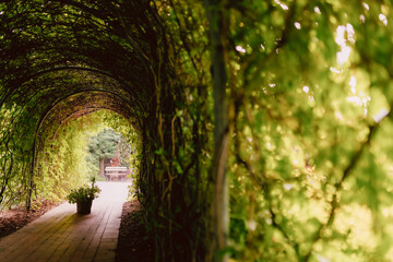 Fototapeta premium Tunnel of plants in the garden, magical places, public park, walking
