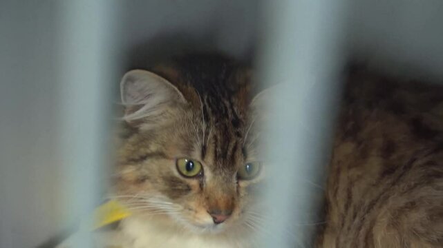 Tabby cat in an animal shelter, close-up.