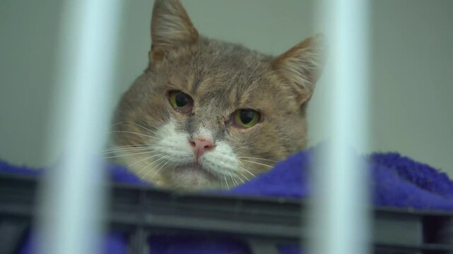 A gray cat lies in an enclosure at an animal shelter, close-up