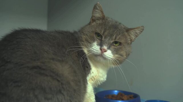 Gray cat in an animal shelter, close-up.