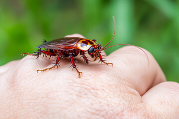 Curious cockroach adventure. Generative AI