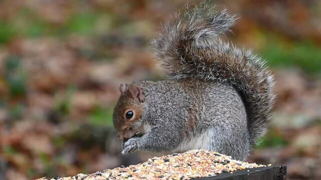 Fluffy grey squirrel on garden bird  feeder