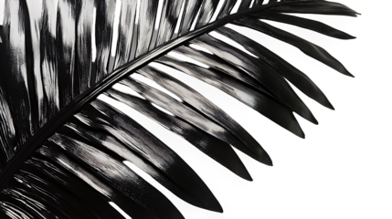 black and white photo of a leaf of a tropical plant photographed in black and white PNG image, PNG file, Generative art.