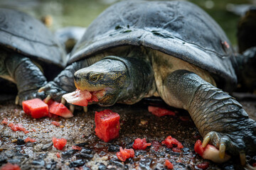 turtle on a rock
