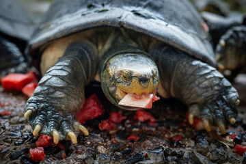 turtle on the rock
