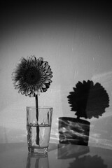 Shadow of a single gerber in a vase