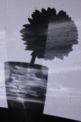 Shadow of a single gerber in a vase