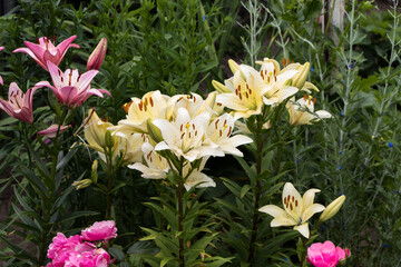 Fototapeta premium beautiful white lilies close up in the garden