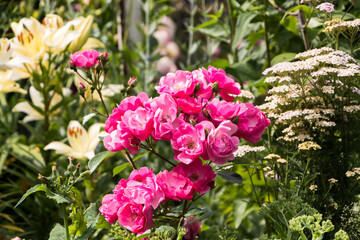 rose bush, pink, fresh beautiful bush roses on a summer day in the garden