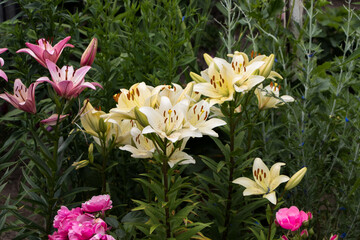 beautiful white lilies close up in the garden	
