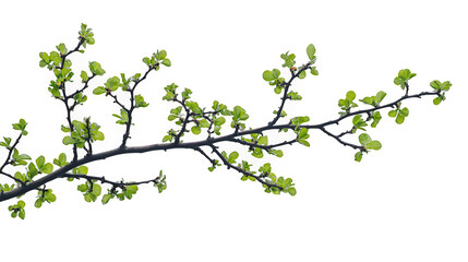 a green tree branch with leaves blowing in the wind PNG image, PNG file, Generative art.