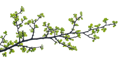 a green tree branch with leaves blowing in the wind PNG image, PNG file, Generative art.