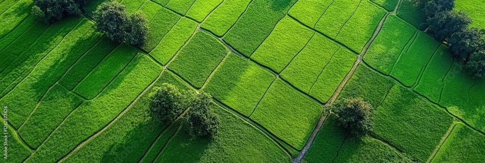 Poster lush green fields intersected by pathways, showcasing vibrant patterns in nature illuminated by sunl
