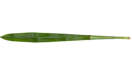 Fototapeta premium a green stem of a plant on a transparent background, PNG image, PNG file, Generative art.