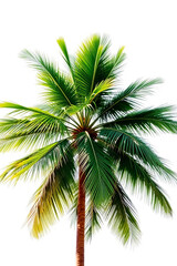 An elegant coconut palm tree with vibrant green leaves on a white background.