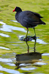 Rio de Janeiro, RJ, Brazil, 02/12/2025 - Common moorhen, waterhen, galinha d'água, frango d'água, Gallinula chloropus, on Rodrigo de Freitas Lagoon, Rio de Janeiro South Zone